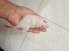 Albino rats